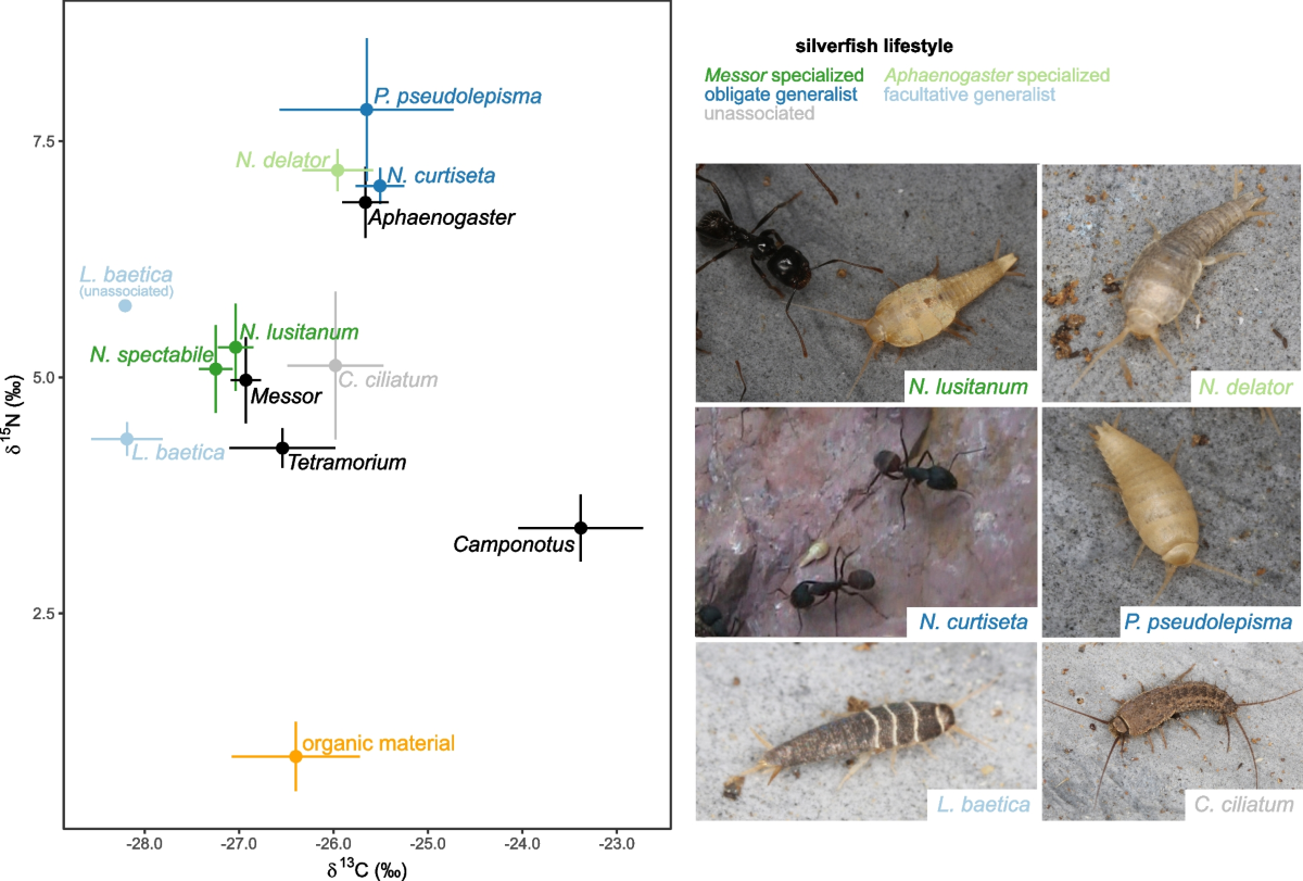 Co habiting Ants And Silverfish Display A Converging Feeding Ecology BMC Biology Full Text