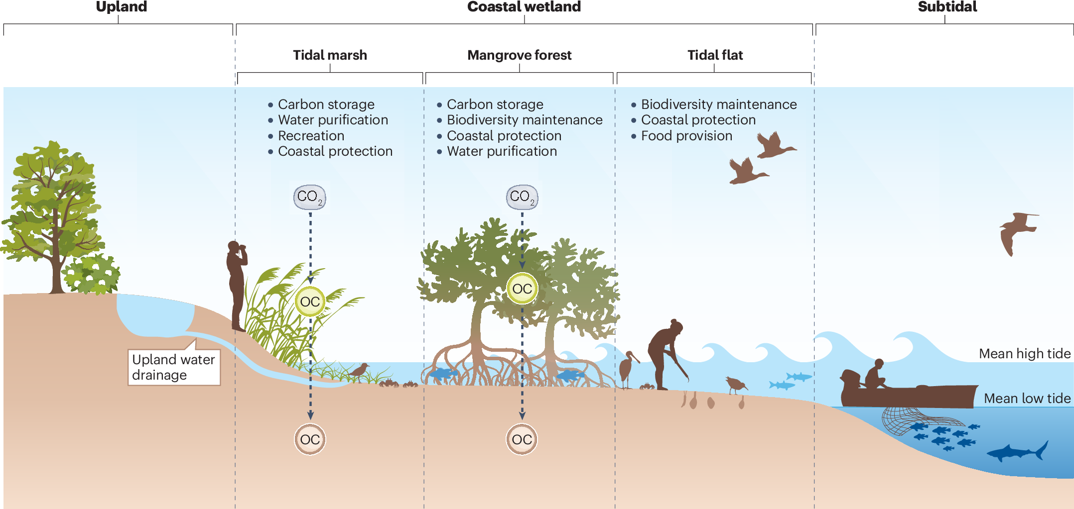 Coastal Wetland Resilience Through Local Regional And Global Conservation Nature Reviews Biodiversity Coastal Wetland Resilience Through Local Regional And Global Conservation Nature Reviews Biodiversity