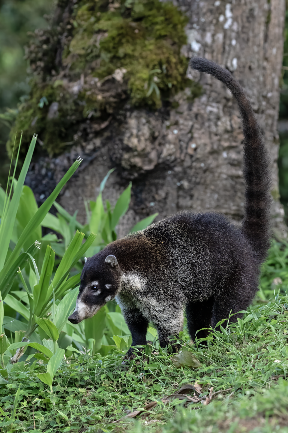 Coati Wikipedia Coati Wikipedia