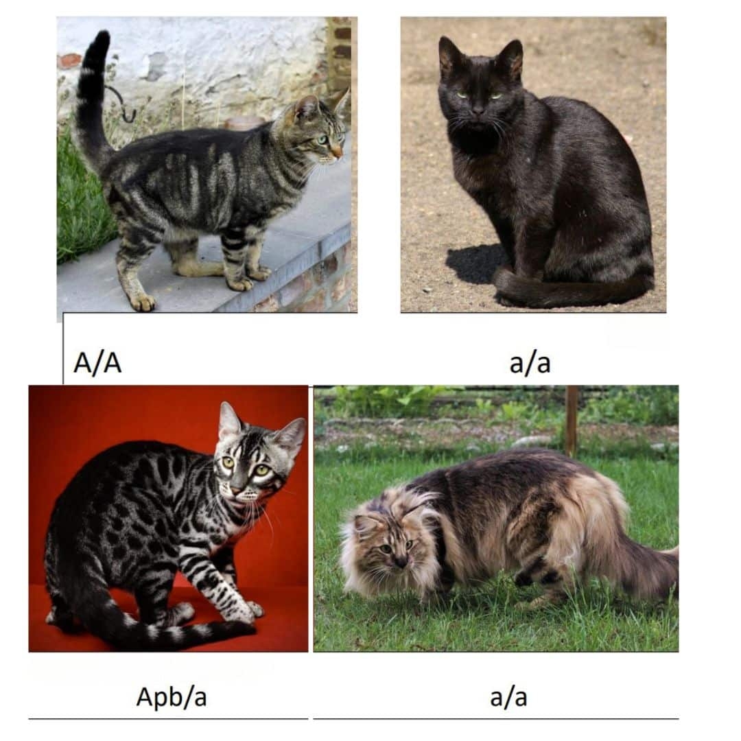 Coloration ASIP Pattern And Color Create Cat Coloration TICA The International Cat Association Coloration ASIP Pattern And Color Create Cat Coloration TICA The International Cat Association