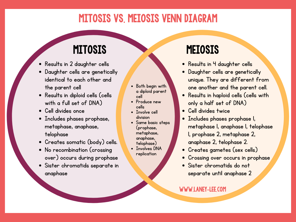 Comparing Mitosis And Meiosis Laney Lee Worksheets Library Comparing Mitosis And Meiosis Laney Lee Worksheets Library