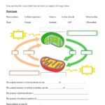 Comparing Photosynthesis And Cellular Respiration Worksheet Live Worksheets Library