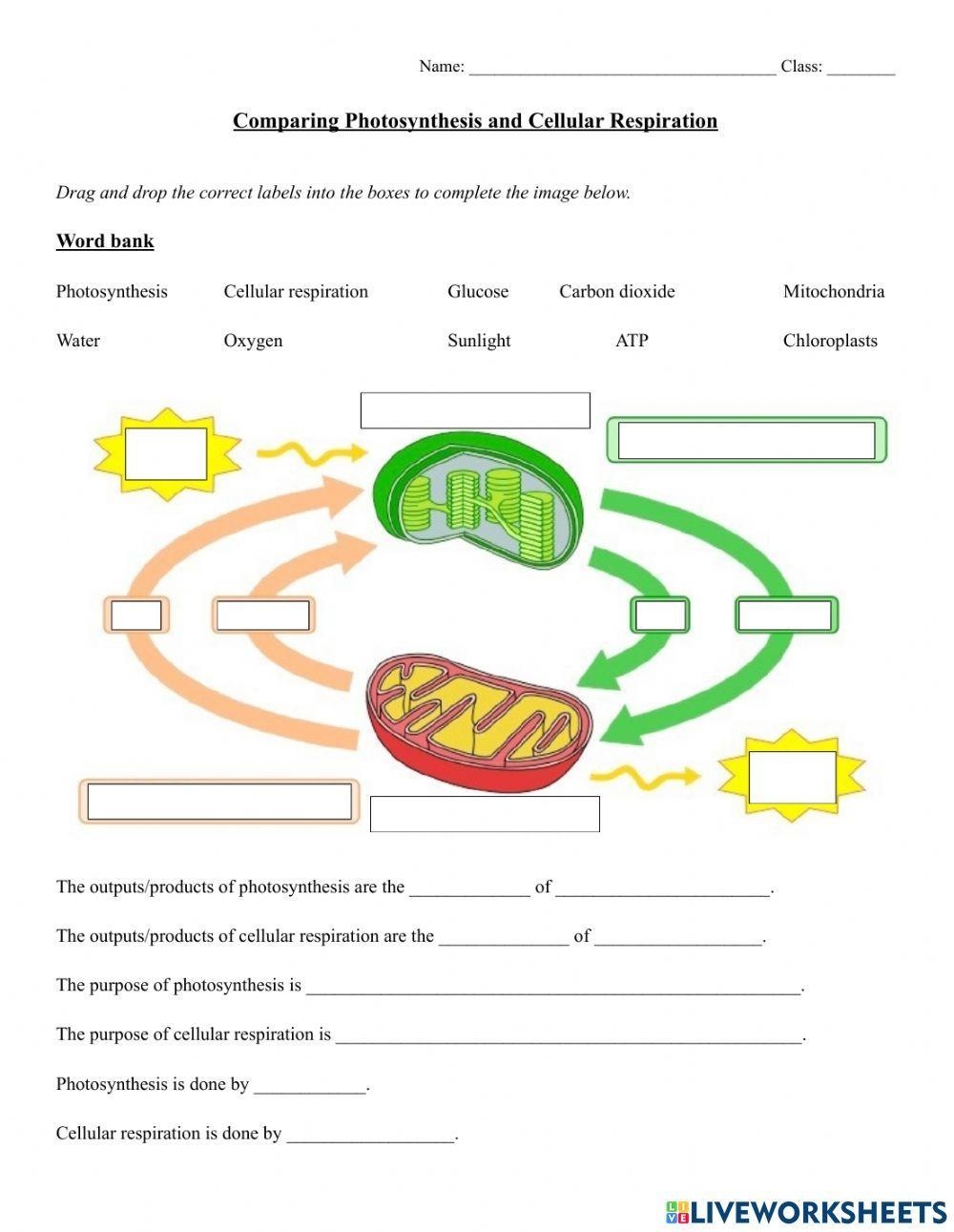 Comparing Photosynthesis And Cellular Respiration Worksheet Live Worksheets Library