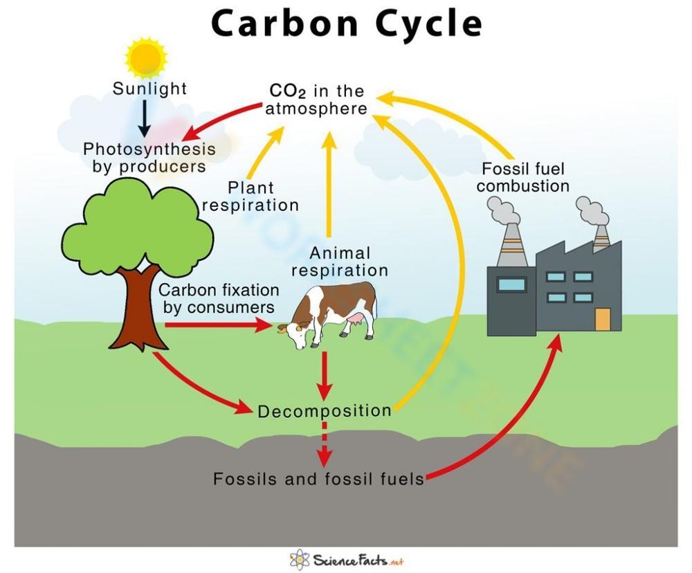 Comprehensive Carbon Cycle Worksheet Worksheet