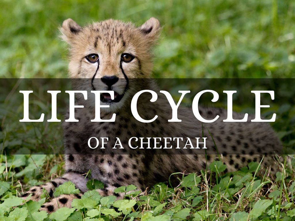a life cycle of a cheetah