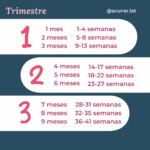 Cu ntos Meses De Embarazo Tienes Seg n Tus Semanas Lista Por Trimestres Gratis Acunar