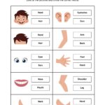 Customize 71 Body Parts Worksheets Templates Online Canva