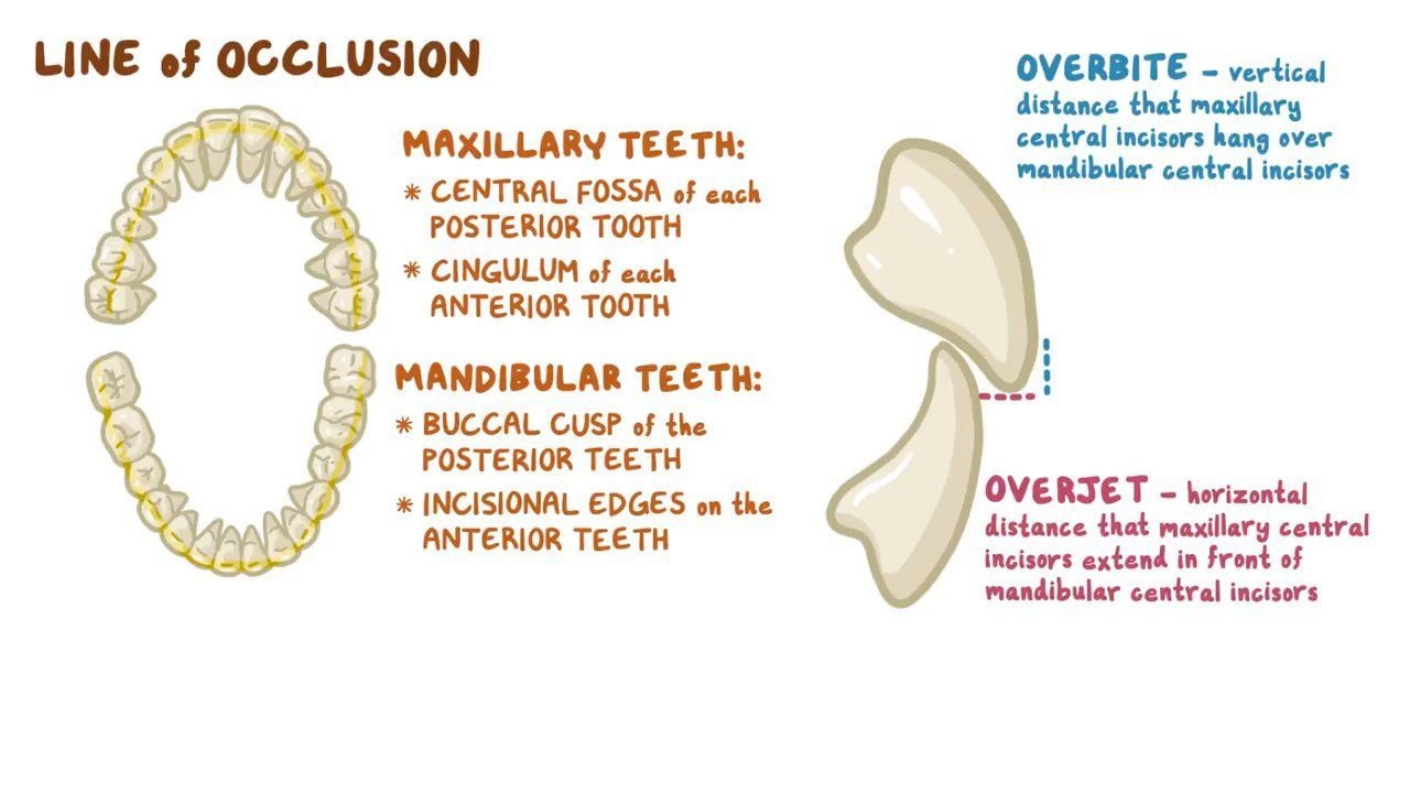Dental Occlusion Angle Classifications Video Causes Meaning Osmosis Dental Occlusion Angle Classifications Video Causes Meaning Osmosis