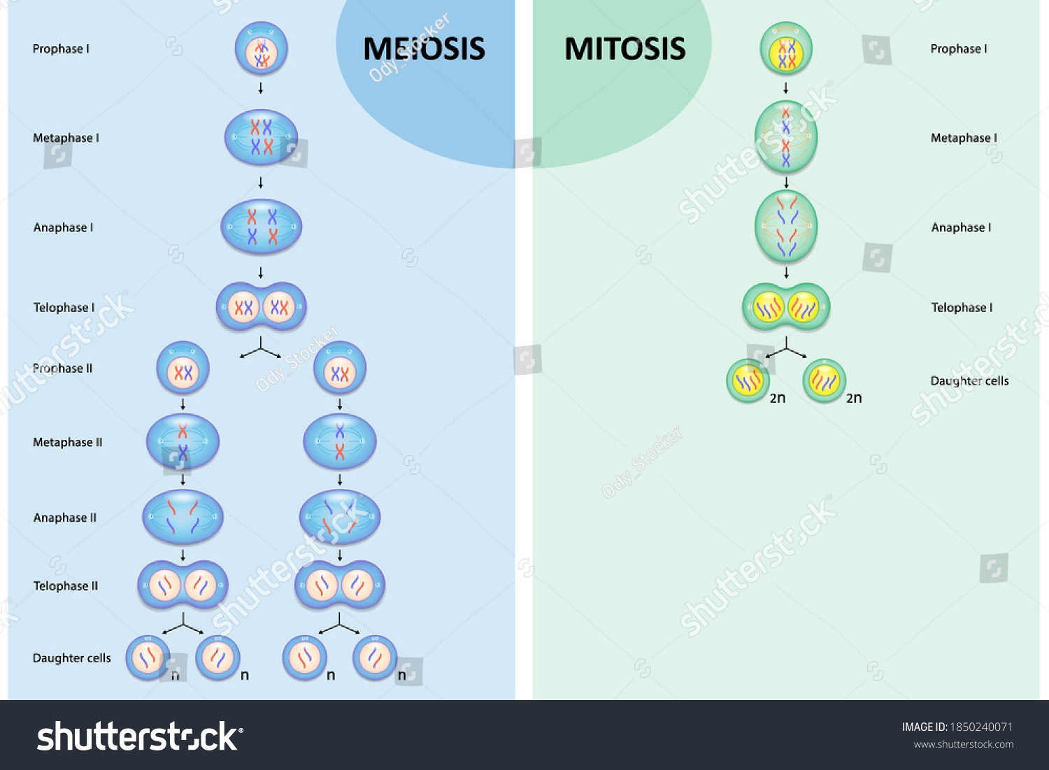 chart mitosis vs meiosis chart mitosis vs meiosis