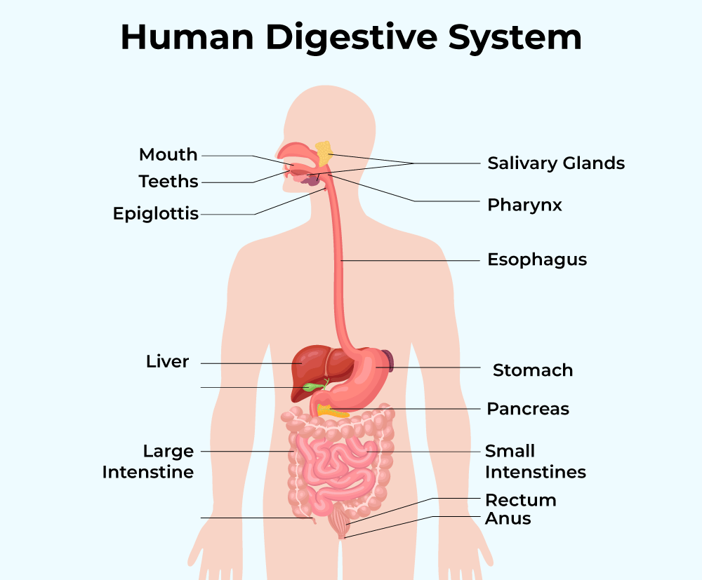 Diagram Of Digestive System GeeksforGeeks Diagram Of Digestive System GeeksforGeeks