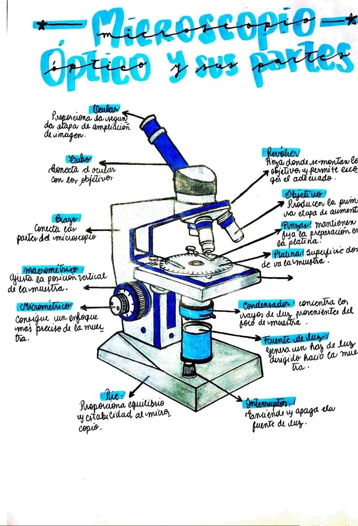 Dibujo De Las Partes Del Microscopio Apuntes De Biolog a Docsity Dibujo De Las Partes Del Microscopio Apuntes De Biolog a Docsity