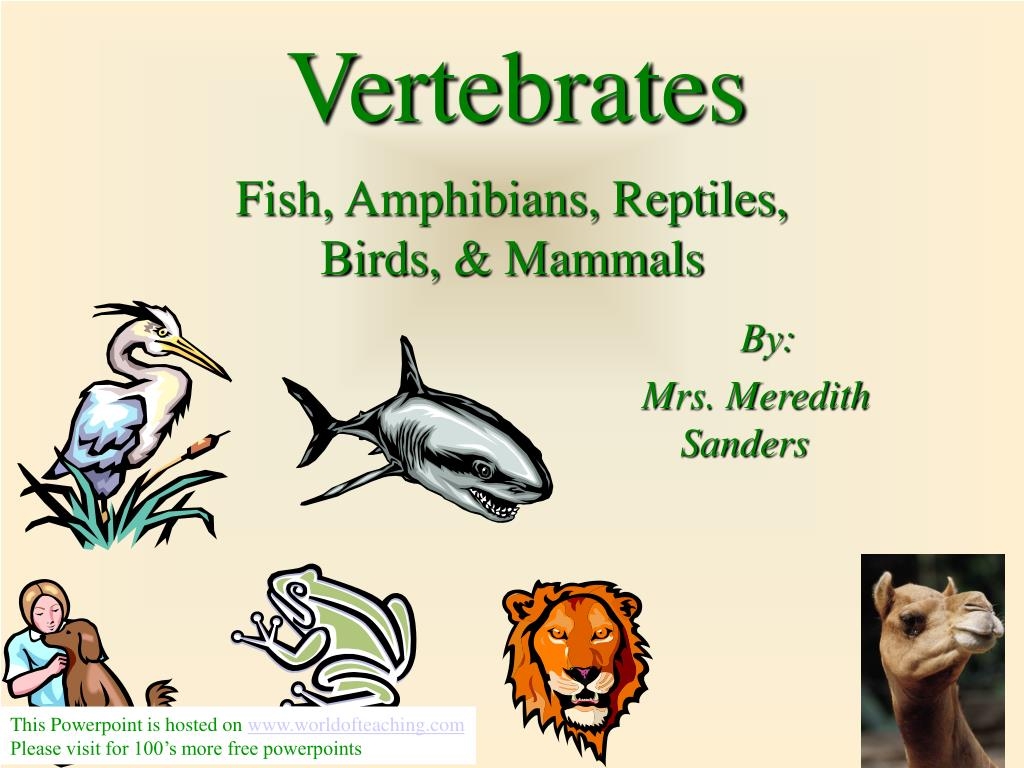 mammals birds reptiles amphibians and fish