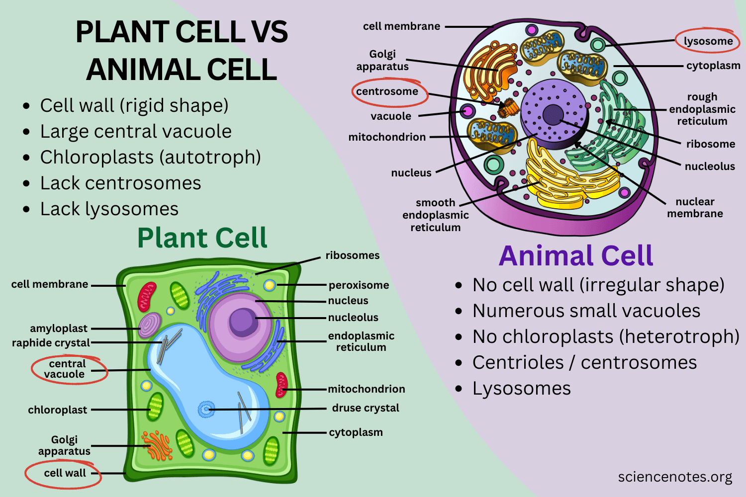 Difference Between Plant And Animal Cells Worksheets Library Difference Between Plant And Animal Cells Worksheets Library
