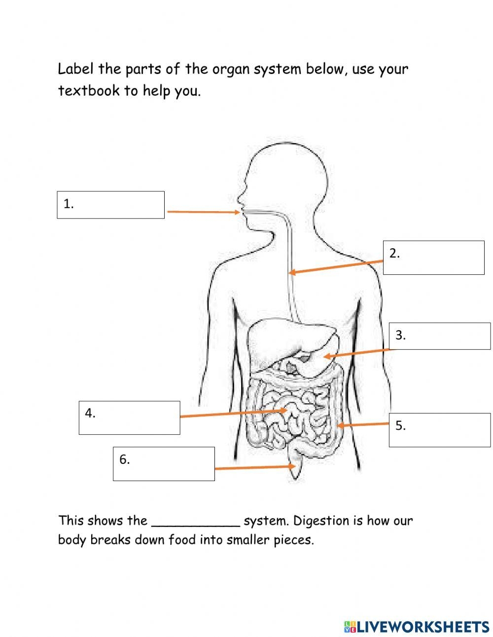 Digestive System Labelling Interactive Worksheet Live Worksheets Worksheets Library Digestive System Labelling Interactive Worksheet Live Worksheets Worksheets Library