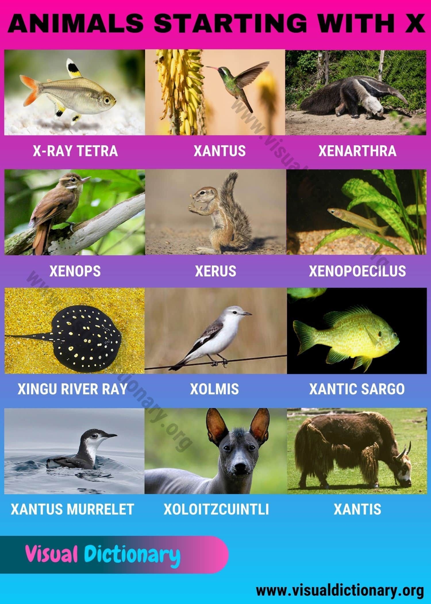 animals that names start with x