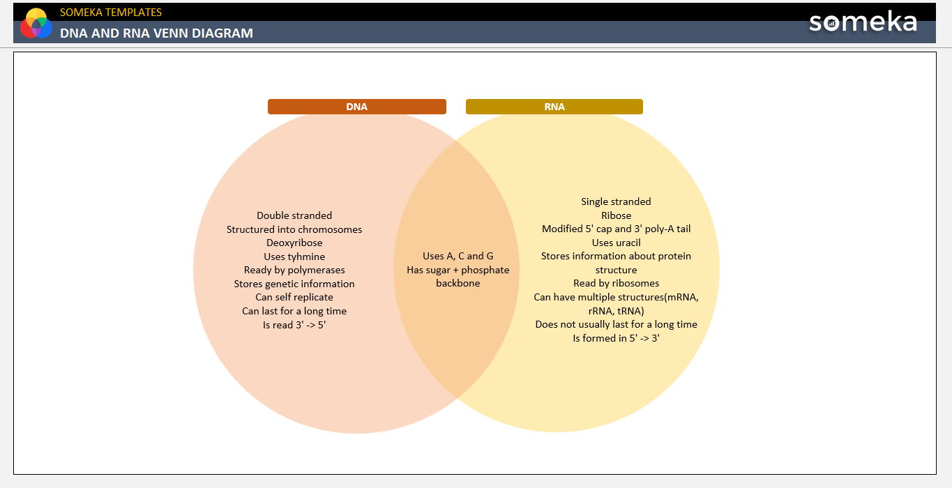 DNA And RNA Venn Diagram Free Template 