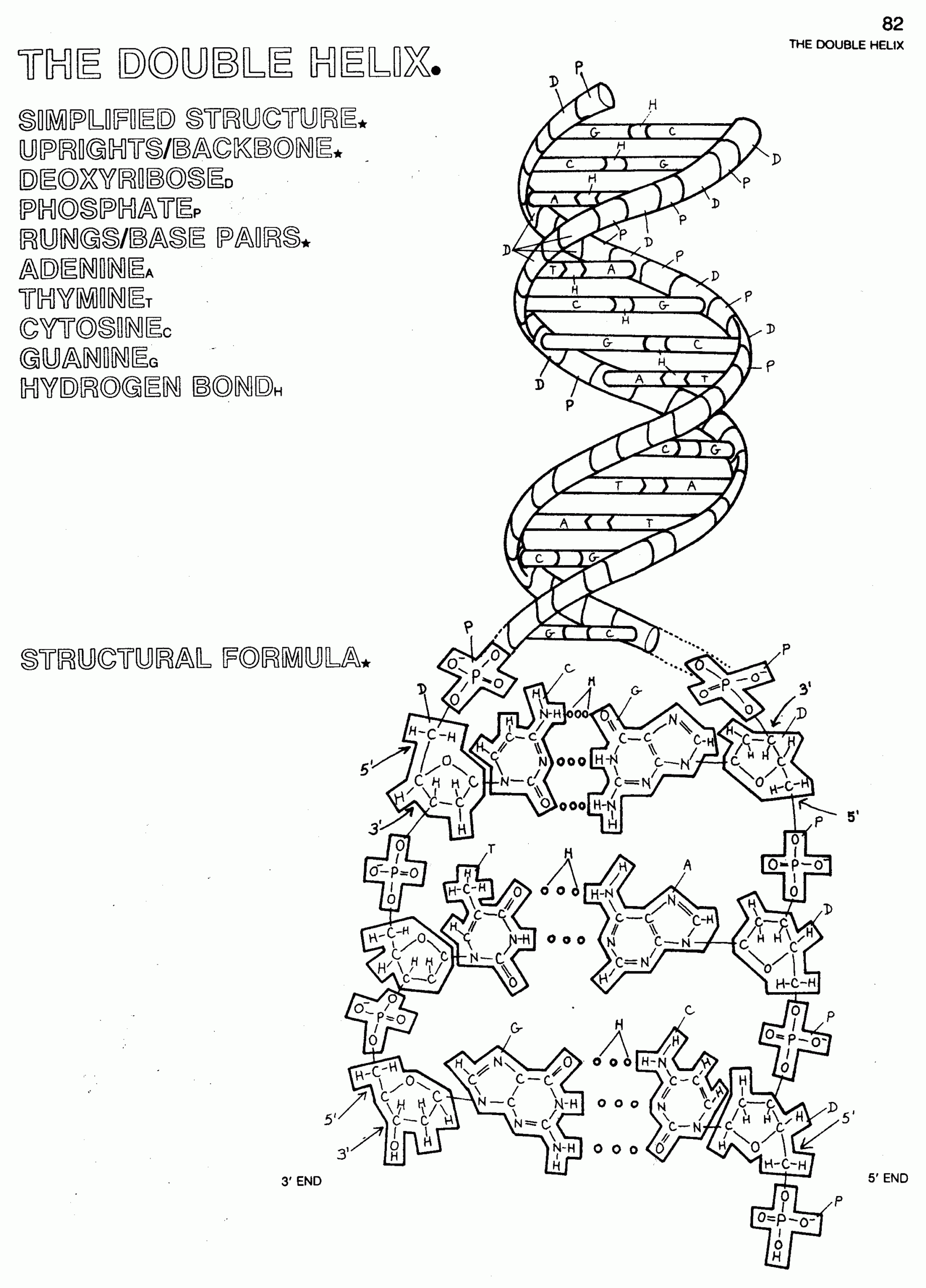 DNA Double Helix Coloring Worksheet Color Worksheets Dna Worksheets Library