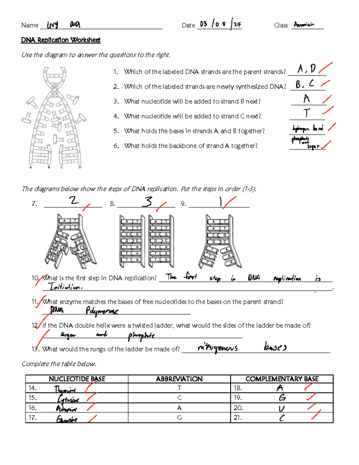 DNA Replication Worksheet 2 Steps Enzymes Nucleotide Bases Studocu