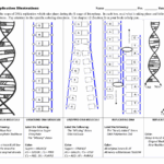 DNA Replication Worksheet Exercises Genetics Docsity Worksheets Library