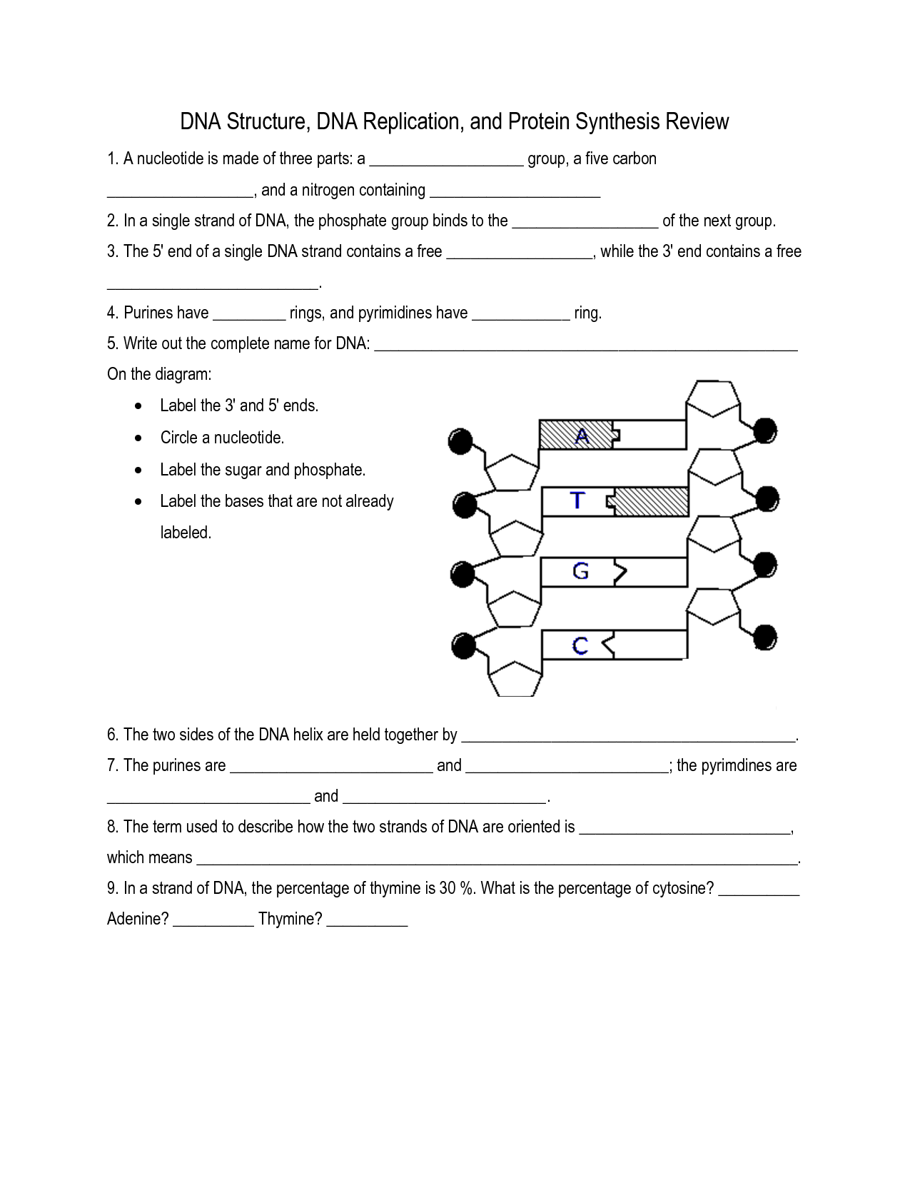 worksheet on dna replication