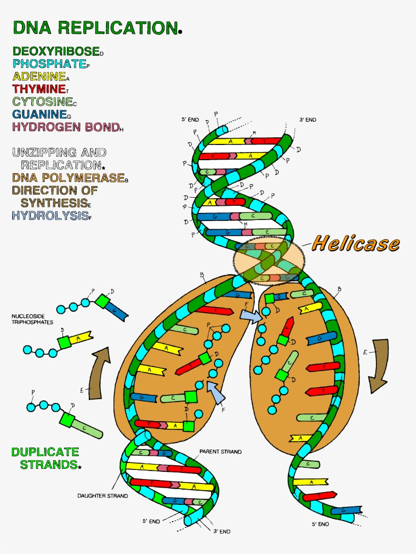 dna the double helix worksheet