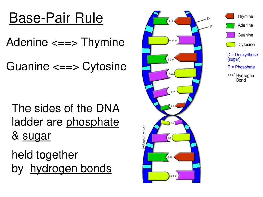 DNA The Double Helix Worksheets Library