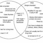 DNA Vs RNA Differences Similarities Expii