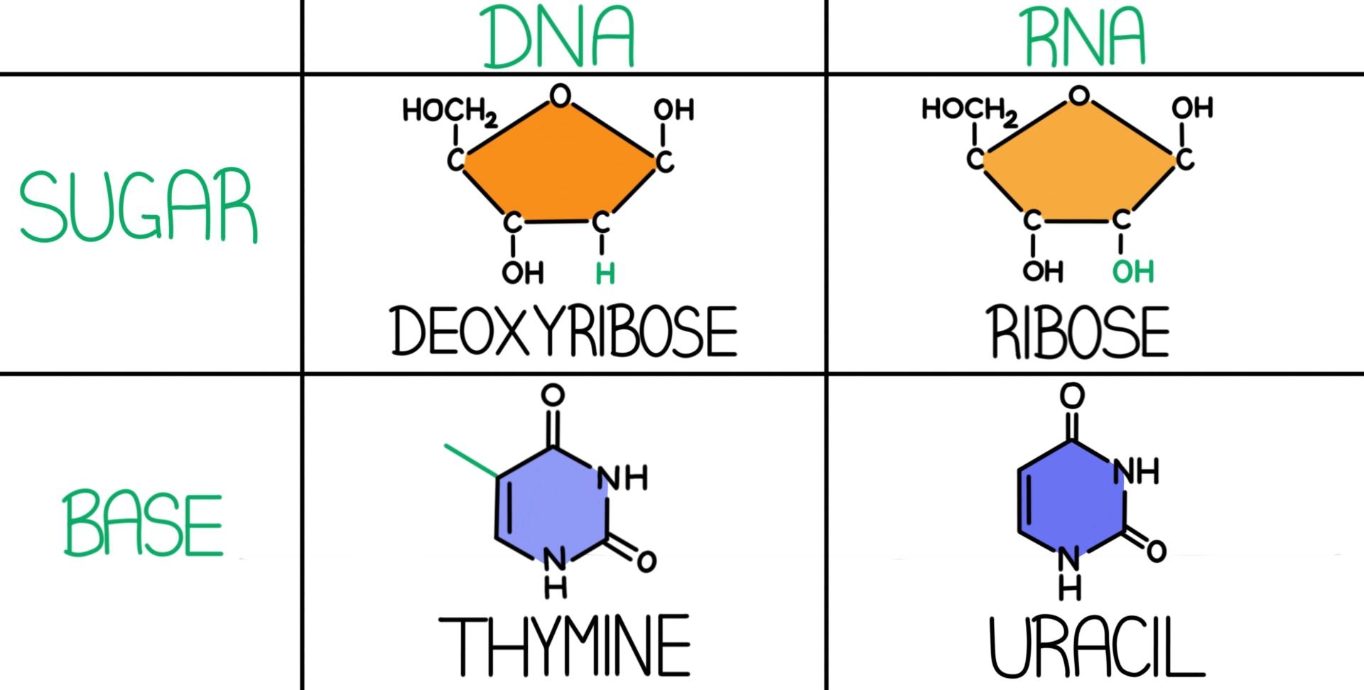 venn diagram dna and rna