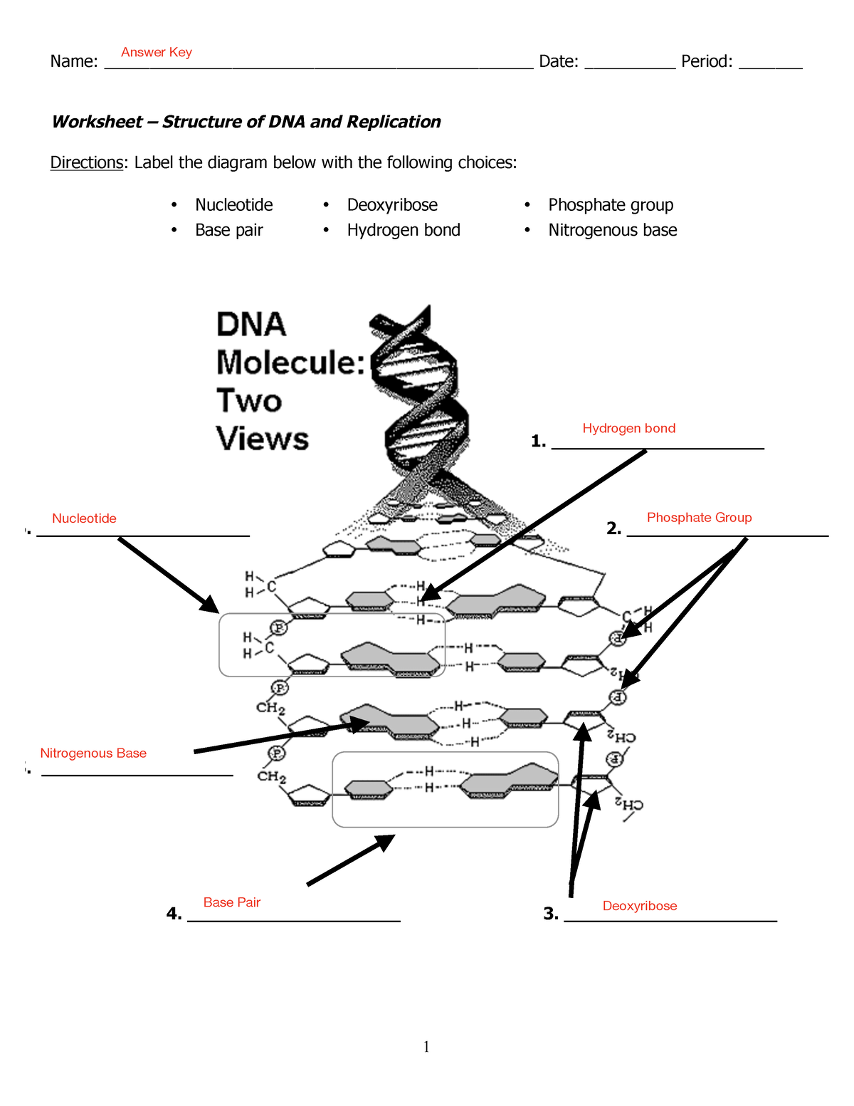 DNA Worksheets Library