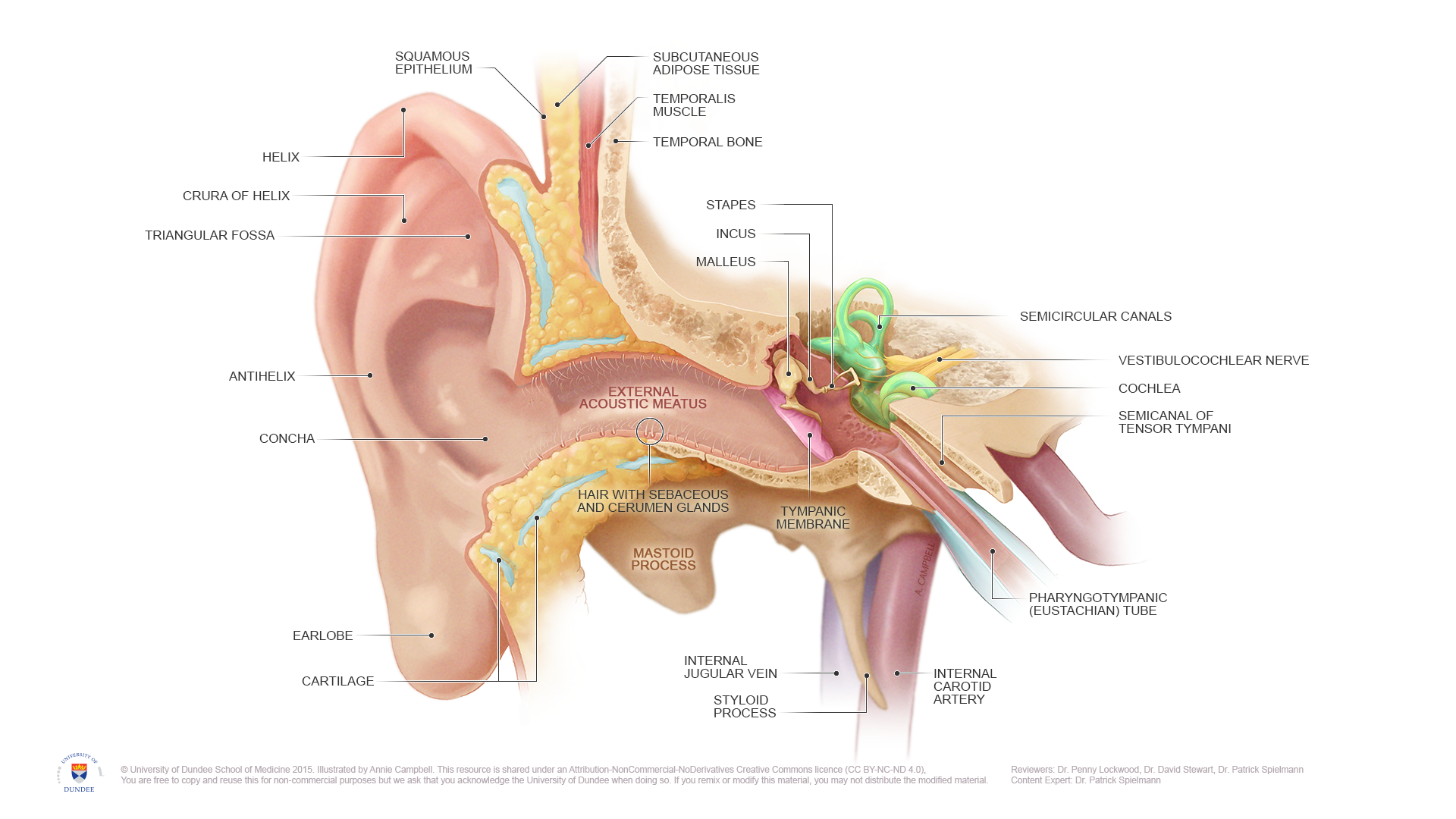 Dundee Drawing Anatomy Of The Ear English Labels AnatomyTOOL