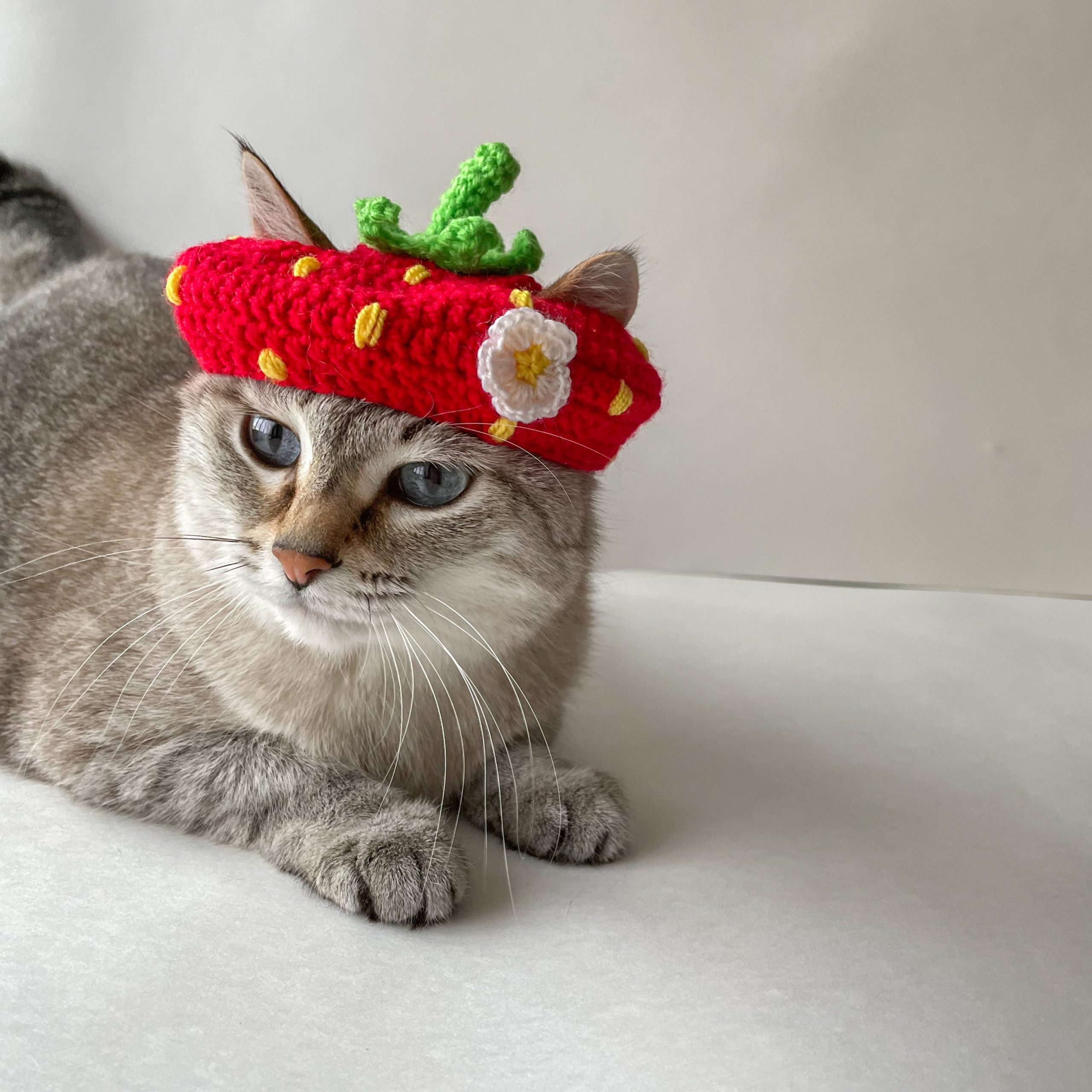 Easy Cat Hat Crochet Pattern Free Crochet Hat For Cat Tutorial Easy Crochet Crochet Cat Hat Easy Cat Hat Crochet Pattern Free Crochet Hat For Cat Tutorial Easy Crochet Crochet Cat Hat