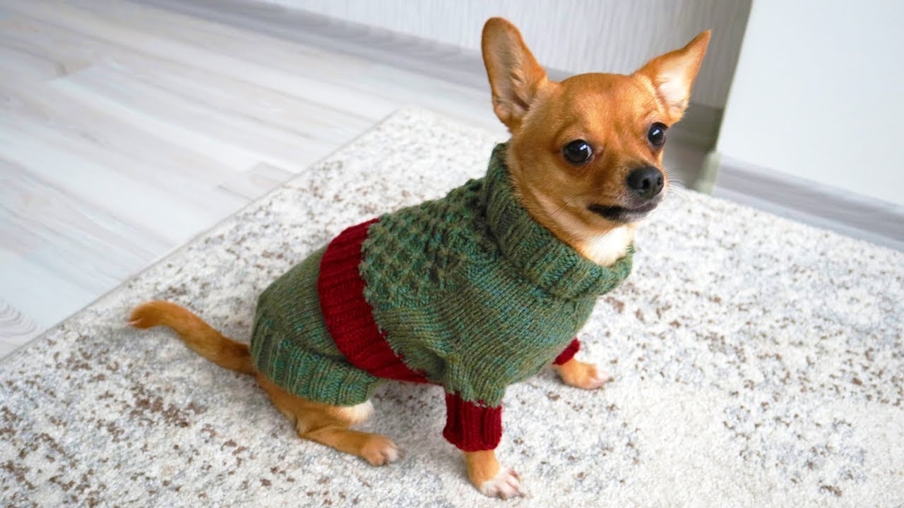 Easy Dog Sweater Knitting Pattern YouTube Easy Dog Sweater Knitting Pattern YouTube