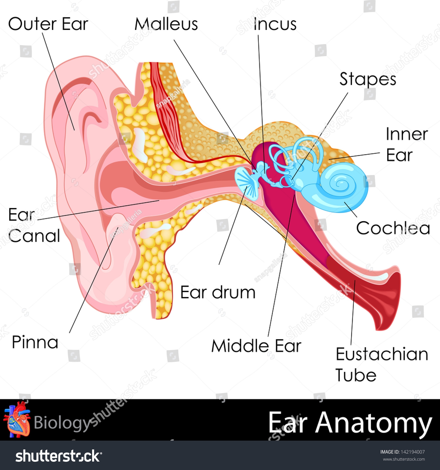 Easy Edit Vector Illustration Ear Anatomy Stock Vector Royalty Free 142194007 Shutterstock