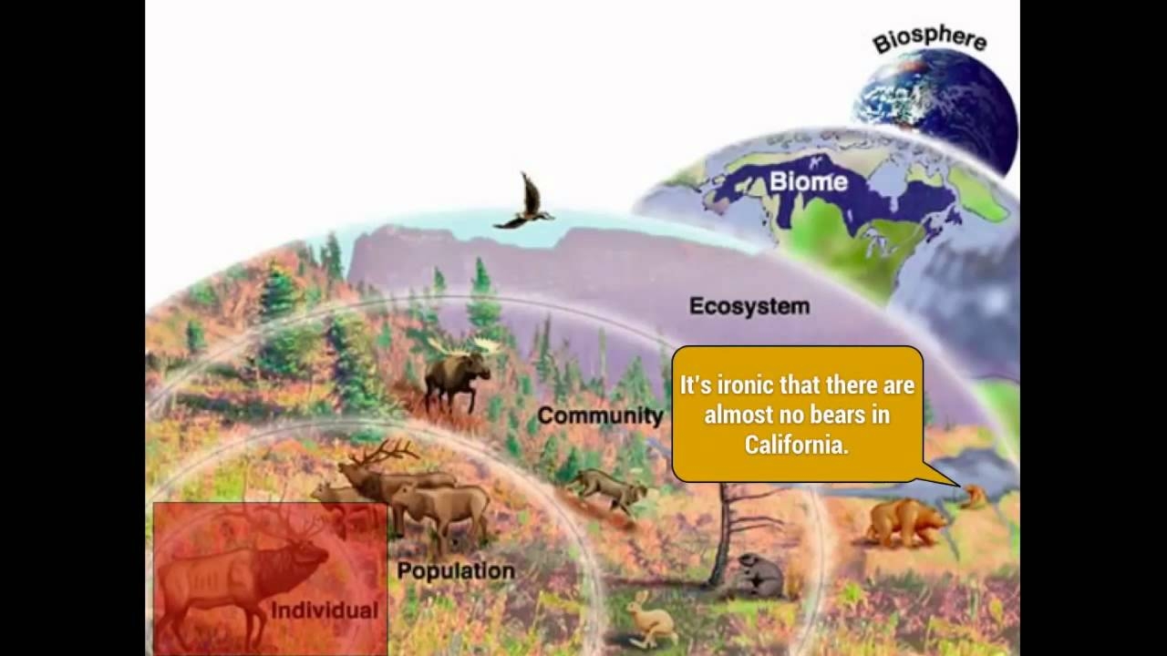 Ecology Levels Of Organization Organisms Communities Biomes Biosphere YouTube Ecology Levels Of Organization Organisms Communities Biomes Biosphere YouTube