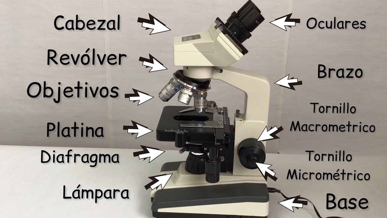 El Microscopio Y Sus Partes Explicaci n De C mo Funciona Biolog ayEcolog a clasesdebiolog a YouTube El Microscopio Y Sus Partes Explicaci n De C mo Funciona Biolog ayEcolog a clasesdebiolog a YouTube