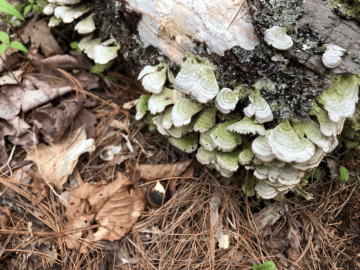 Elementary Connections Decomposers Maine Audubon