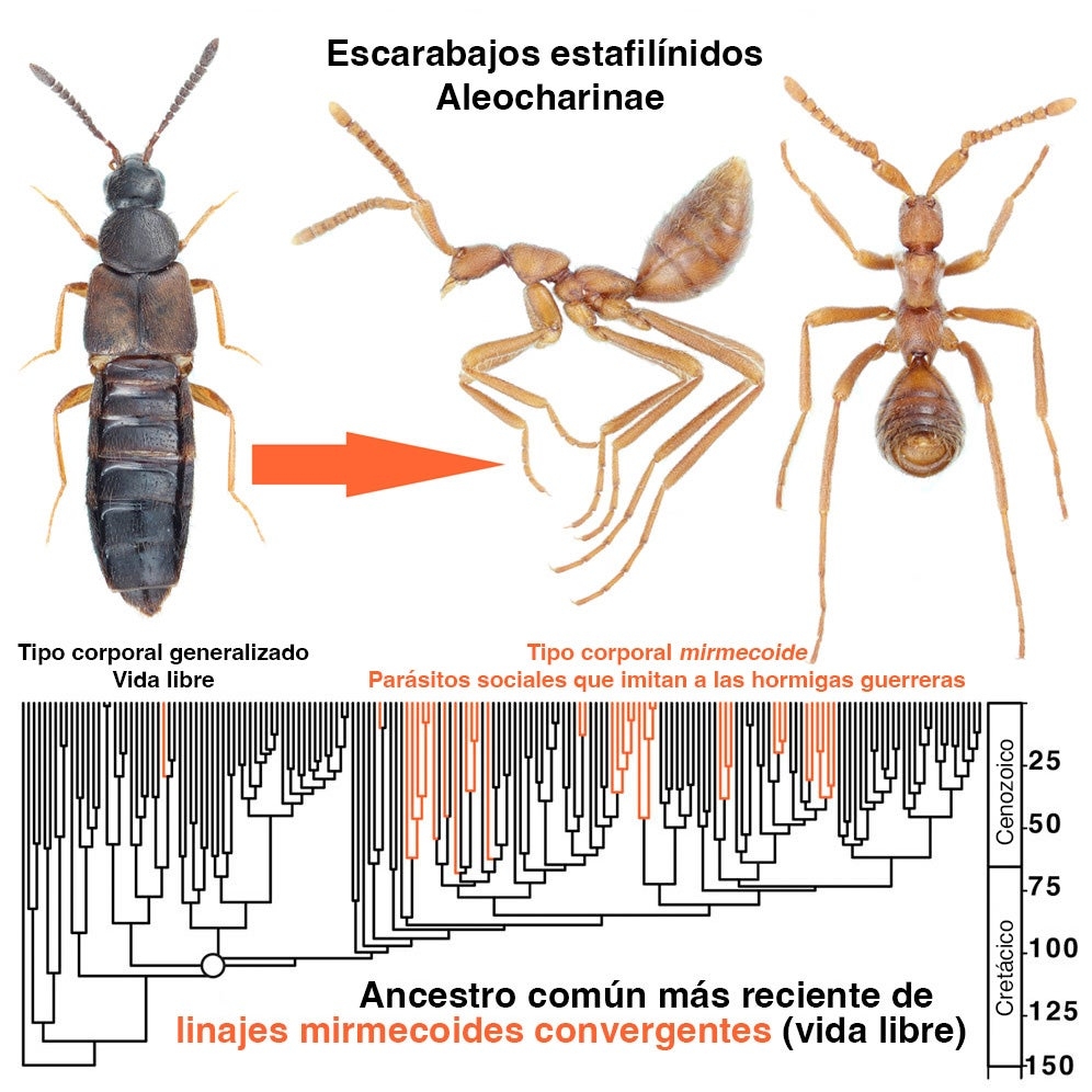 Evolution Of Ant Mimicking Beetles