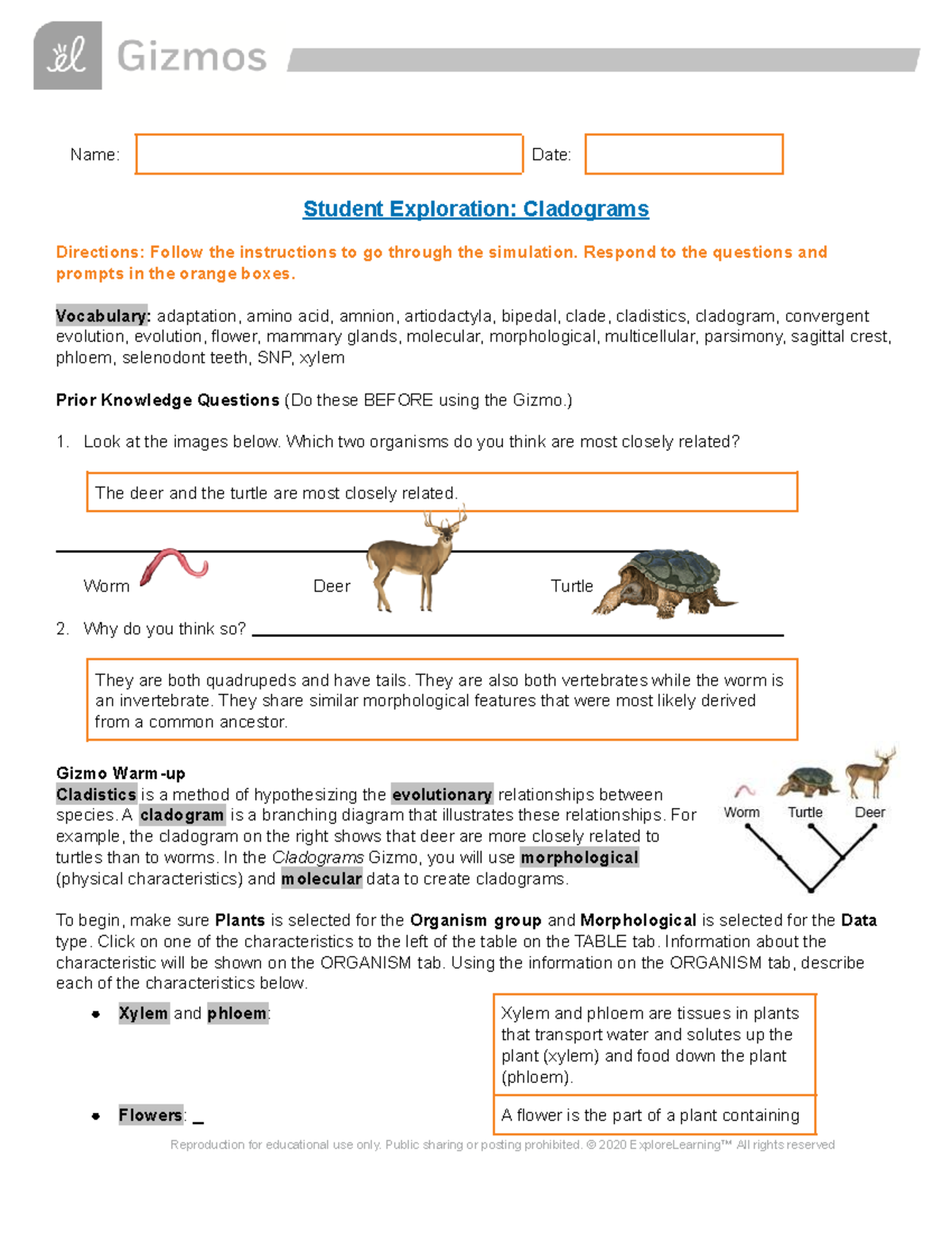 Exploring Cladograms A Student Guide To Evolutionary Relationships Studocu