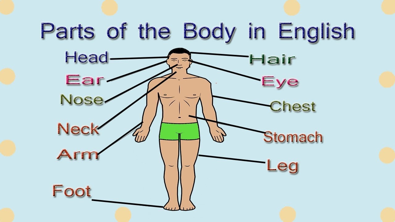 External Parts Of Body Vocabulary Body Parts Name With Pictures English Learning By Gyan YouTube External Parts Of Body Vocabulary Body Parts Name With Pictures English Learning By Gyan YouTube