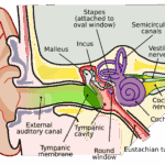 File Anatomy Of The Human Ear svg Wikimedia Commons