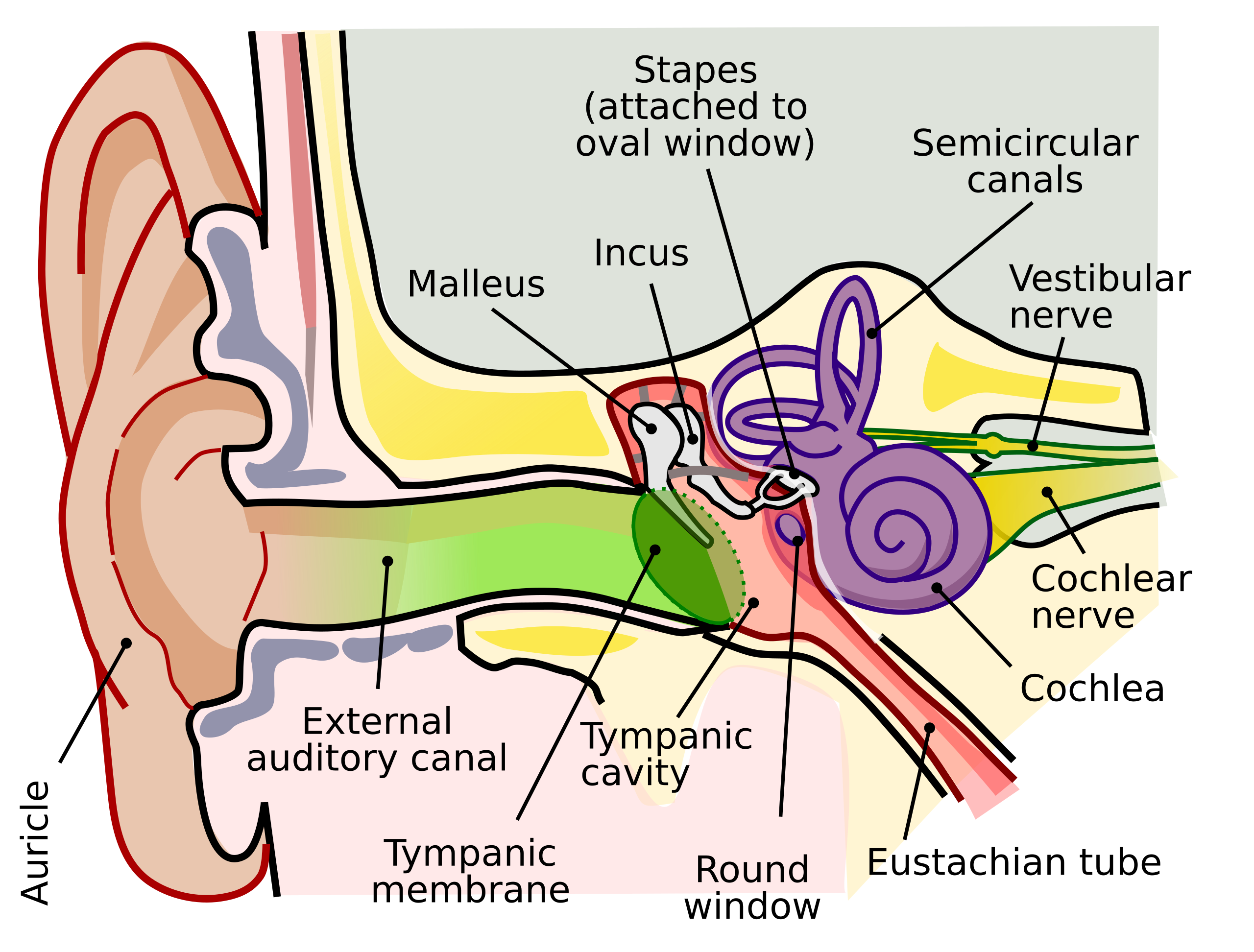 File Anatomy Of The Human Ear svg Wikimedia Commons