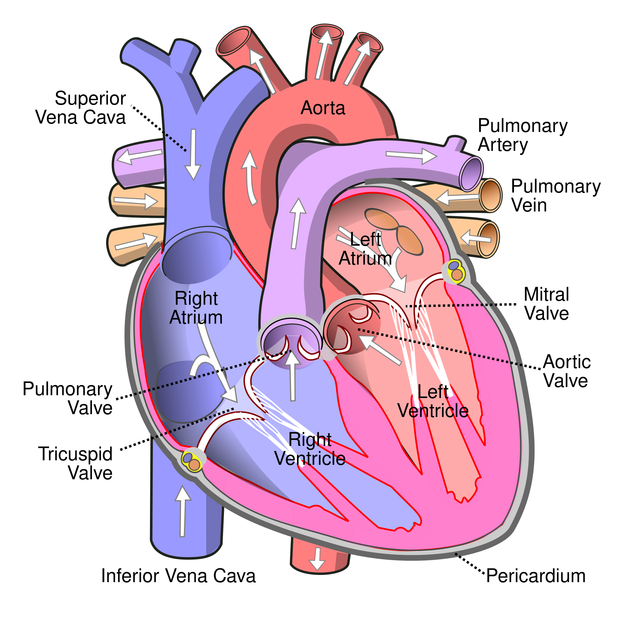File Diagram Of The Human Heart cropped svg Wikimedia Commons
