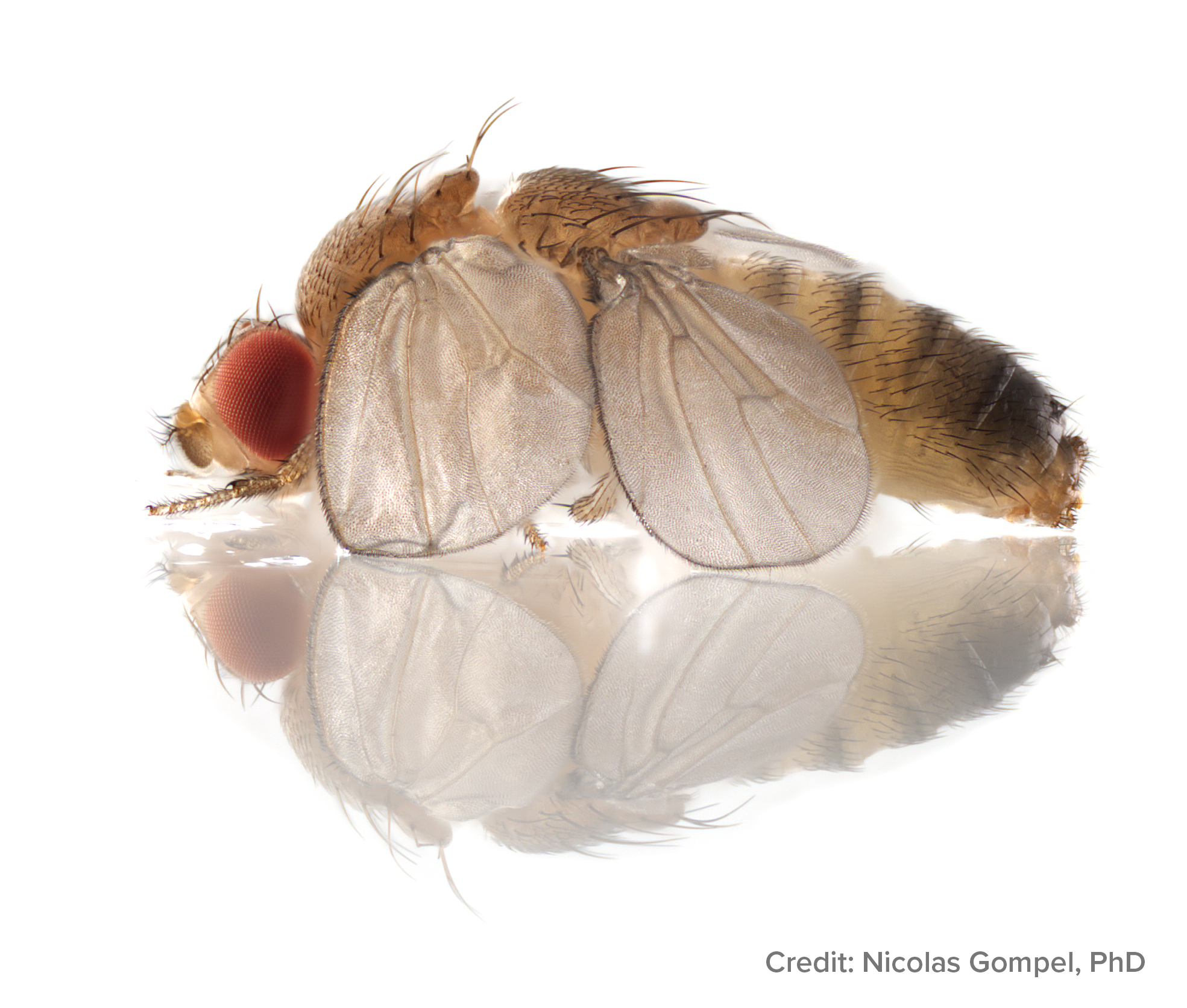 Flies With Four Wings Investigating Genes That Pattern Animal Bodies Columbia Zuckerman Institute