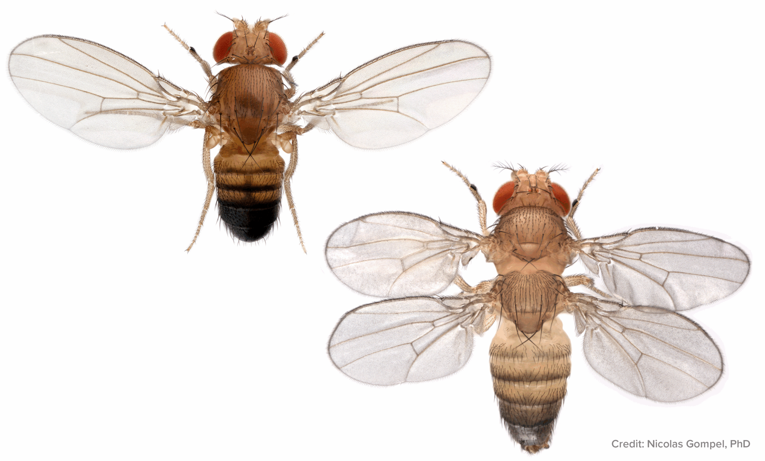Flies With Four Wings Investigating Genes That Pattern Animal Bodies Columbia Zuckerman Institute