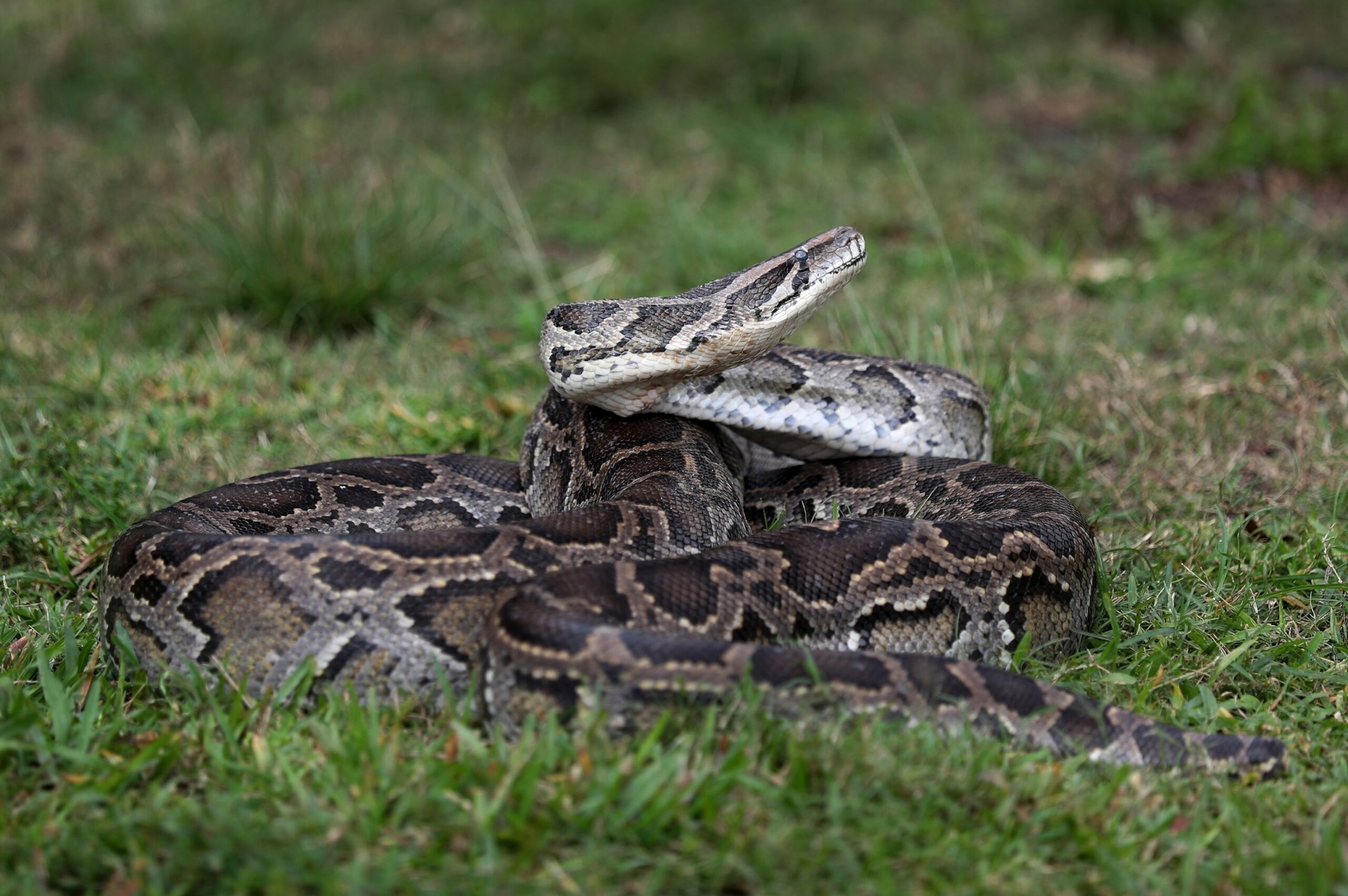 Florida Biologists Prove Invasive Burmese Pythons Are Swallowing Deer Alligators Whole ABC News Florida Biologists Prove Invasive Burmese Pythons Are Swallowing Deer Alligators Whole ABC News
