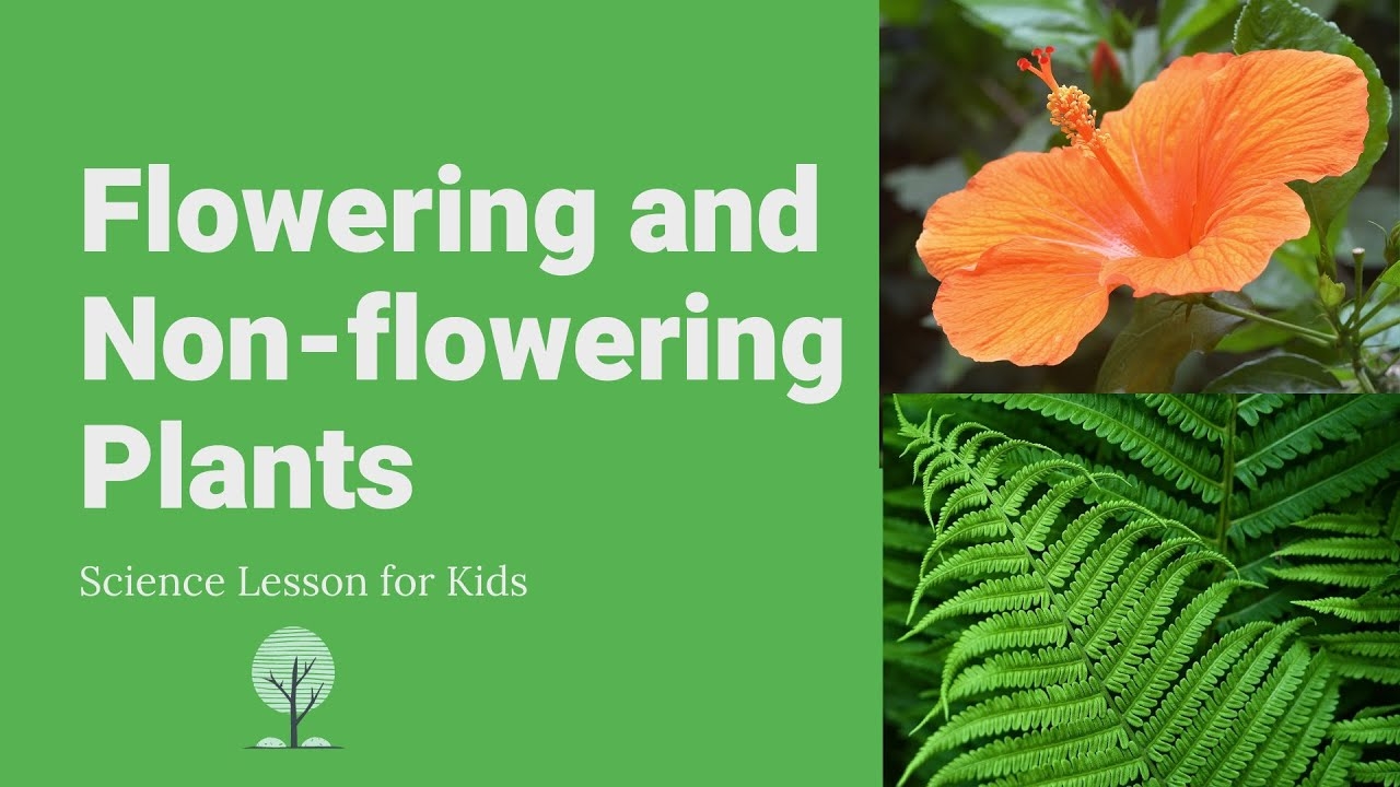 Flowering And Non flowering Plants Differences Examples And Reproduction Science Lesson YouTube Flowering And Non flowering Plants Differences Examples And Reproduction Science Lesson YouTube