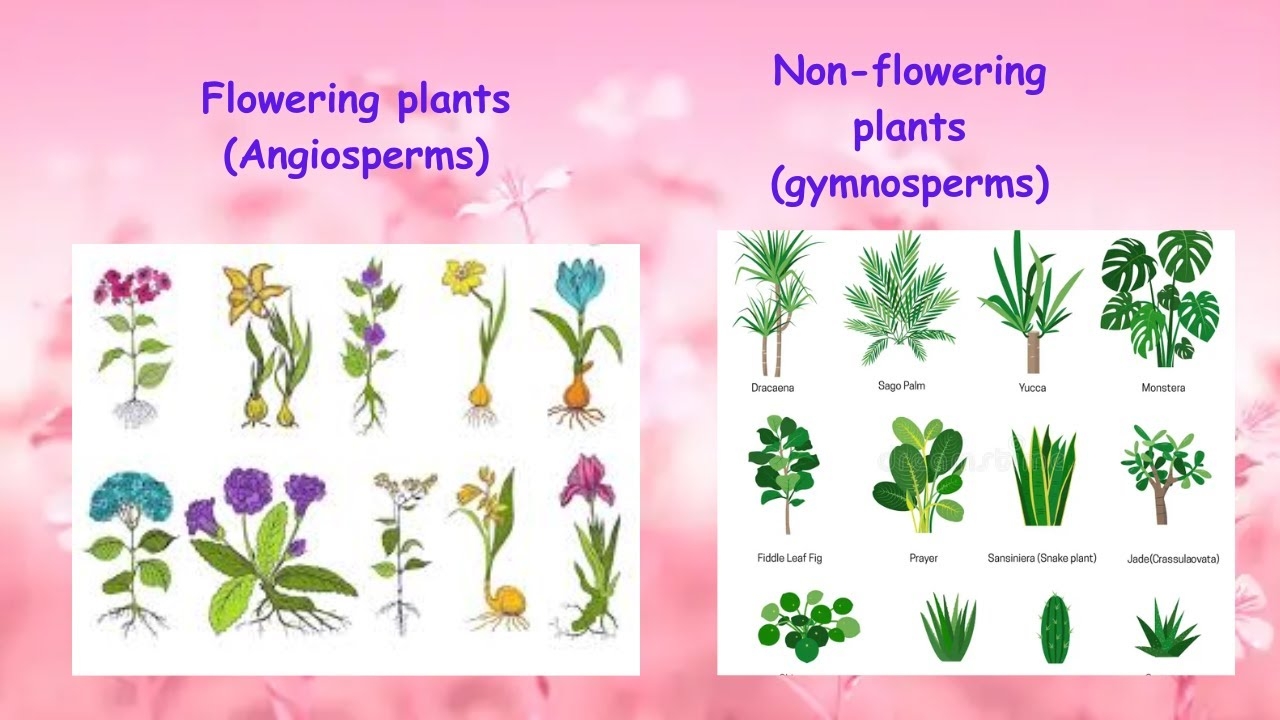 Flowering And Non Flowering Plants YouTube Flowering And Non Flowering Plants YouTube