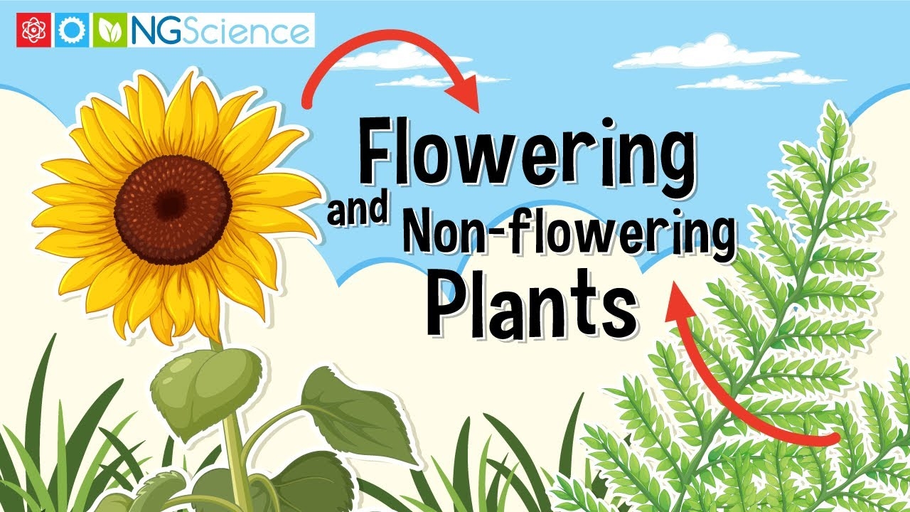 Flowering And Non flowering Plants YouTube Flowering And Non flowering Plants YouTube