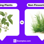 Flowering Vs Non Flowering Plants Differences Explained With Examples