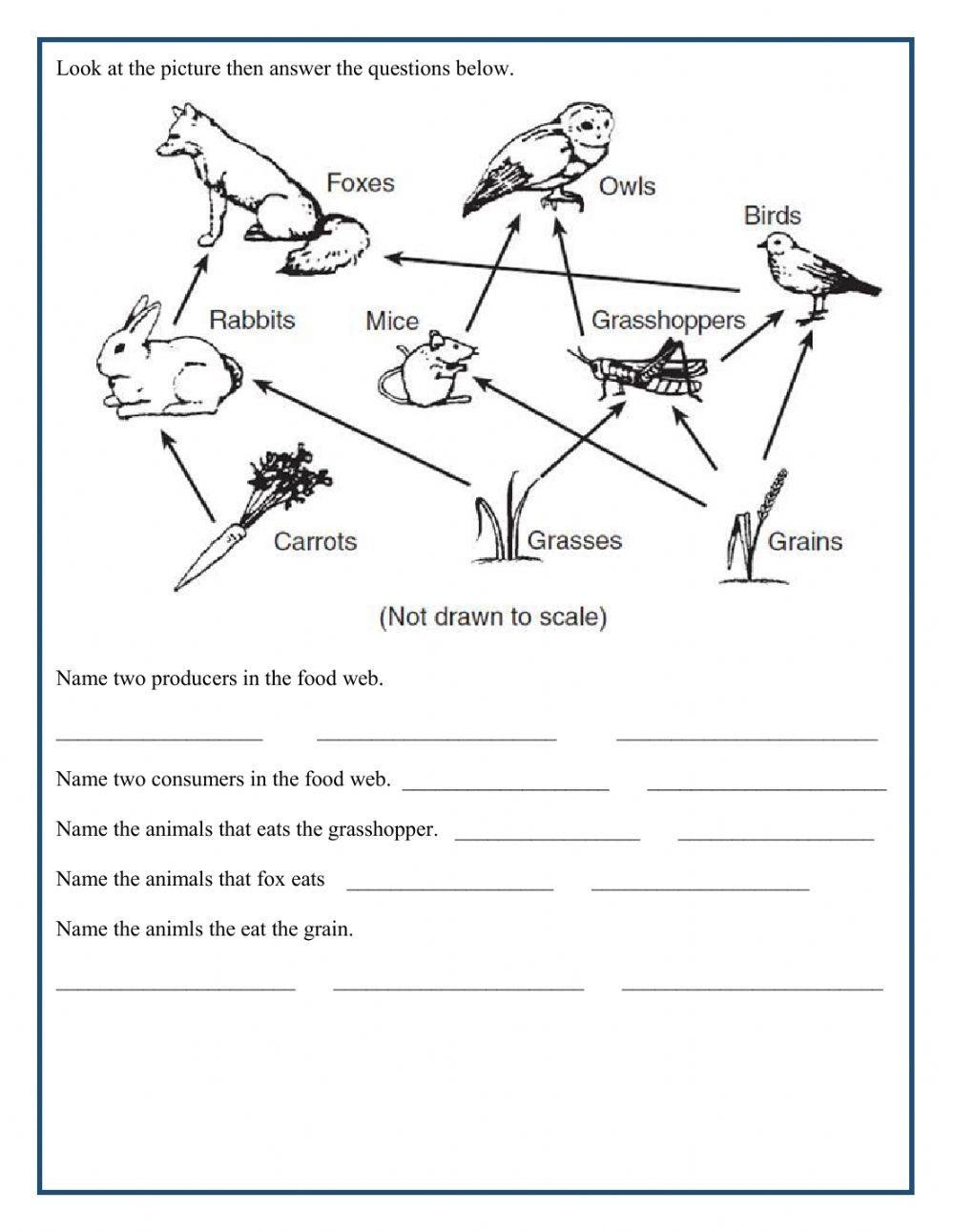 Food Chain And Food Web Interactive Worksheet Live Worksheets Worksheets Library